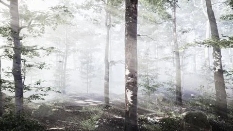 Rays of sunlight falling into a misty forest Stock Illustration