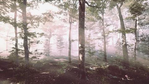 Rays of sunlight falling into a misty forest Stock Illustration