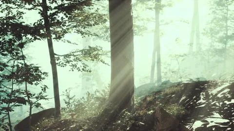 Rays of sunlight falling into a misty forest Stock Illustration