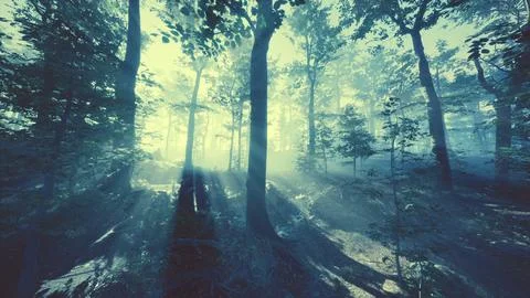 Rays of sunlight falling into a misty forest Stock Illustration