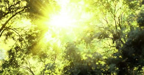 Rays of sunlight filtering through lush green forest canopy during daytime Stock Illustration