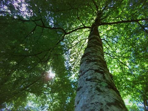 Rays of sunlight on forest tree branches seen from below Stock Photos