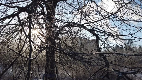 Rays of sunlight in frozen tree branches in winter Stock Footage 124367235