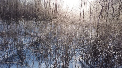 Rays of sunlight in frozen tree branches. Morning in the forest in winter. Stock Footage 124367333