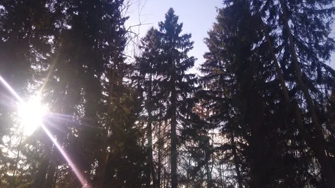 Rays of sunlight in frozen tree branches in winter. Sunlight in winter forest. Stock Footage 124766915