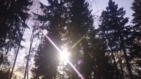 Rays of sunlight in frozen tree branches in winter. Sunlight in winter forest. Video stock 124767036