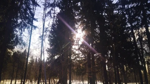 Rays of sunlight in frozen tree branches in winter. Sunlight in winter park. Stock Footage 124768981