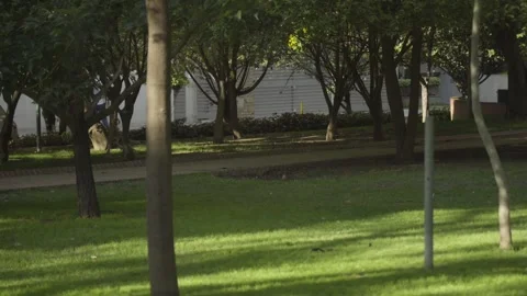 Rays of sunlight illuminating the grass of an urban park surrounded by trees Stock Footage 272341963