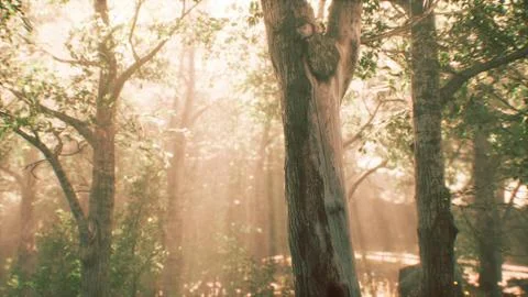 Rays of sunlight in a misty forest in autumn Stock Illustration