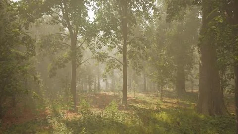 Rays of sunlight in a misty forest in autumn create a magical mood Stock Illustration