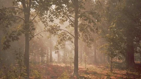 Rays of sunlight in a misty forest in autumn create a magical mood Stock Illustration
