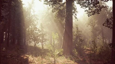Rays of sunlight in a misty forest in autumn create a magical mood Illustrazione stock