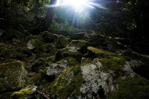 Rays of sunlight over mossy scree spotted in the Vosges Stock Photos