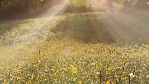 Rays of sunlight over a spring meadow with wildflowers Видео 72407620