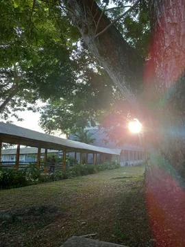 Rays of Sunlight Passing Beside The Tree At University Stock Photos