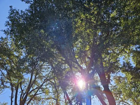 Rays of sunlight passing through branches and leaves of trees in the forest Stock Photos