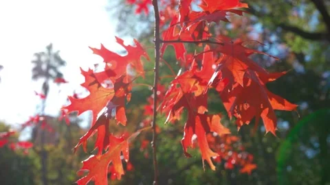 Rays of sunlight passing through the oak leaves in autumn. Stock Footage 276580837
