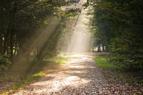 Rays of sunlight on the path Stock Photos