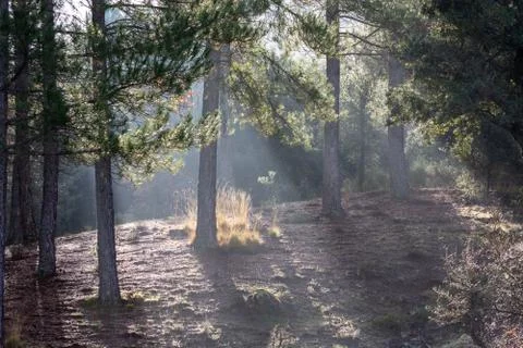 Rays of sunlight seeping through the forest trees Stock Photos