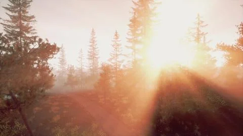Rays of sunlight shine through the fog silhouettes of pine trees 스톡 일러스트