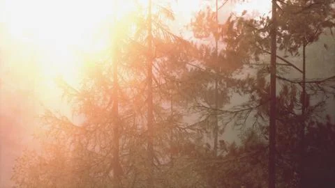 Rays of sunlight shine through the fog silhouettes of pine trees Stock Illustration