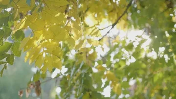 Rays of sunlight shining over a tree branch with yellow leaves shaken by an a Stock Footage 85687975