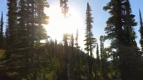 Rays of sunlight in the spruce forest. Sun shining through trees in mountain 2 Stock Footage 285511987
