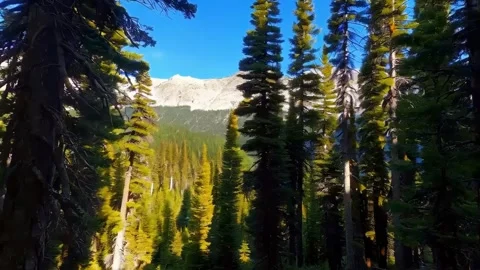 Rays of sunlight in the spruce forest. Sun shining through trees in mountain 3 Stock Footage 285511988
