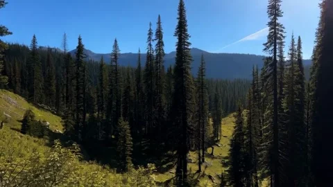 Rays of sunlight in the spruce forest. Sun shining through trees in mountain 5 Stock Footage 285511989
