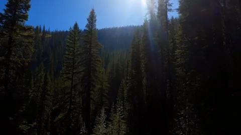 Rays of sunlight in the spruce forest. Sun shining through trees in mountain 4 Stock Footage 285511990