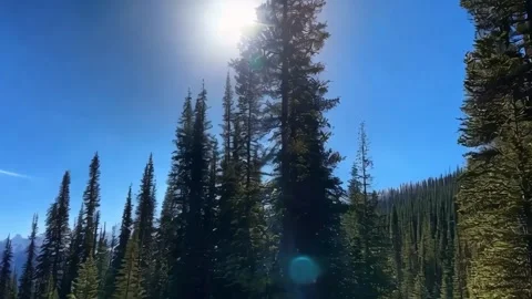Rays of sunlight in the spruce forest. Sun shining through trees in mountain 1 Stock Footage 285511993