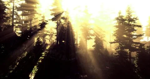 Rays of sunlight streaming through lush forest during golden hour Stock Illustration