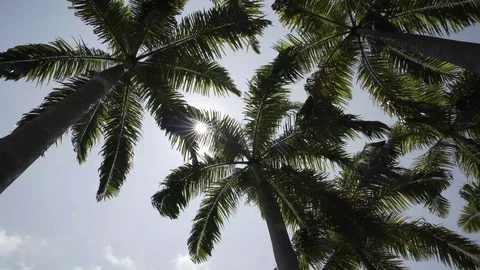 Rays of sunlight through palm trees Stock Footage 113550612