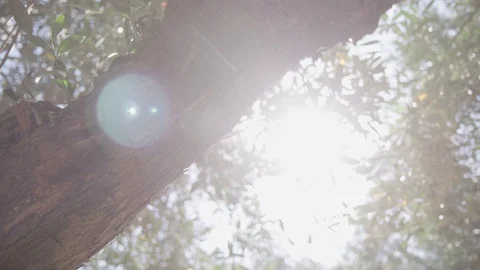 Rays of sunlight, Trunk of an olive tree in an olive orchard, Israel Stock Footage