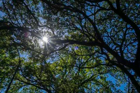 Rays of sunlight under the canopy of an oak tree in a warm autumn  in Texas 스톡 사진