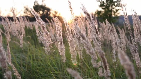 The rays of the sunset break through the meadow grass Stock Footage 114758202
