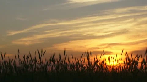 Rays of sunset Stock Footage 21946494