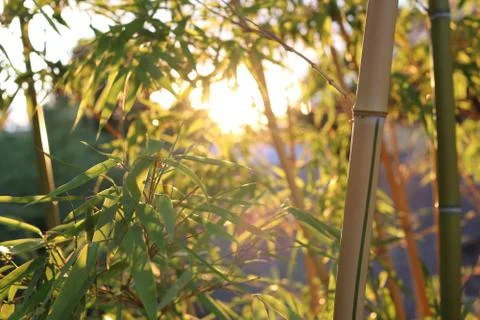 Rays of the sunset pass through the bambooleaves Stock Photos