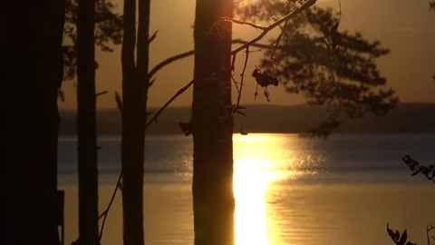 Rays of sunset through the grass and tree 2 Stock Footage 77465187