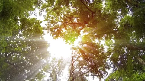 Rays of Sunshine Filtering through Overhanging Branches and Leaves. Video 4k Stock Footage 59797244
