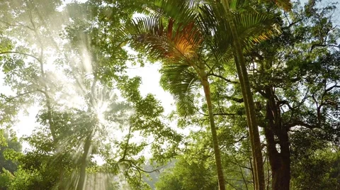 Rays of Sunshine Filtering through Smoke in a Tropical Wilderness Stockbeeldmateriaal 62484919