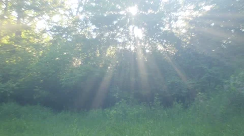 Rays of sunshine Stock Footage 50689202