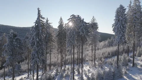 Rays of sunshine glimmering through the tall winter pines, aerial view from a Stock Footage 273508780