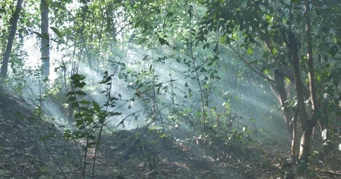 Rays of sunshine in mysterious forest Stock Footage 119408203