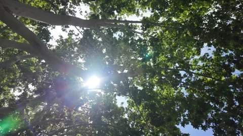 Rays of sunshine passing through the green trees, nature background, 4K Stock Footage 276489948