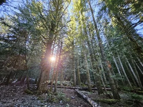 Rays of sunshine passing through tall trees in evergreen forests of Washington Stock Photos