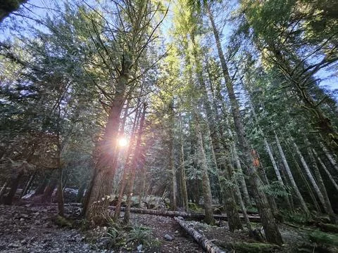 Rays of sunshine passing through tall trees in evergreen forests of Washington Stock Photos