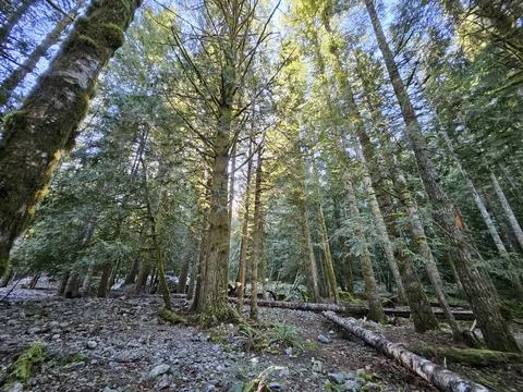 Rays of sunshine passing through tall trees in evergreen forests of Washington Stock Photos