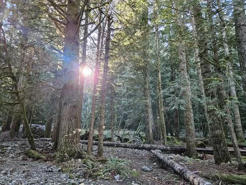 Rays of sunshine passing through tall trees in evergreen forests of Washington Stock Photos