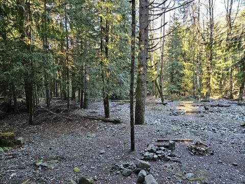 Rays of sunshine passing through tall trees in evergreen forests of Washington Stock Photos